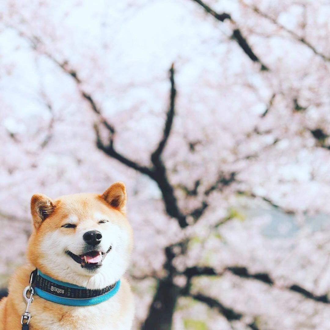 樱花季,带着柴犬赏花表情超治愈,呆萌可爱小眼睛