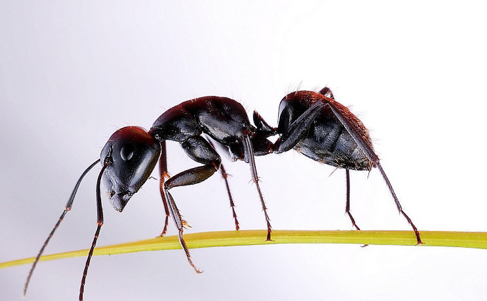 蚂蚁家族的成员图片