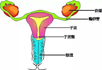 陰道分泌物增多,多發生在陰道出血以前,初期由於宮頸癌刺激,宮頸腺體