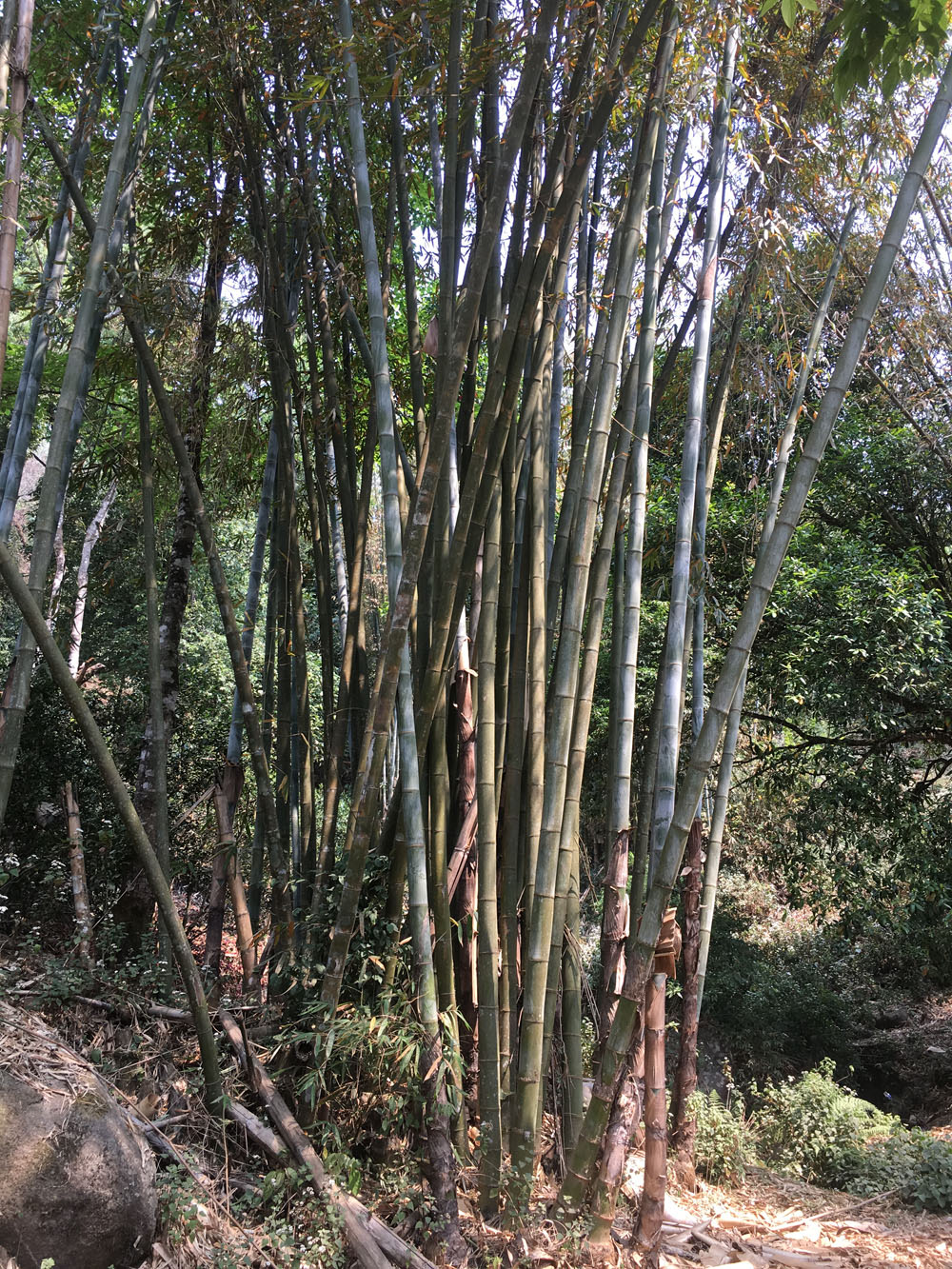 火爆预售滑竹梁子版纳最高峰的天赐甘露前所未有的滑坡般汤