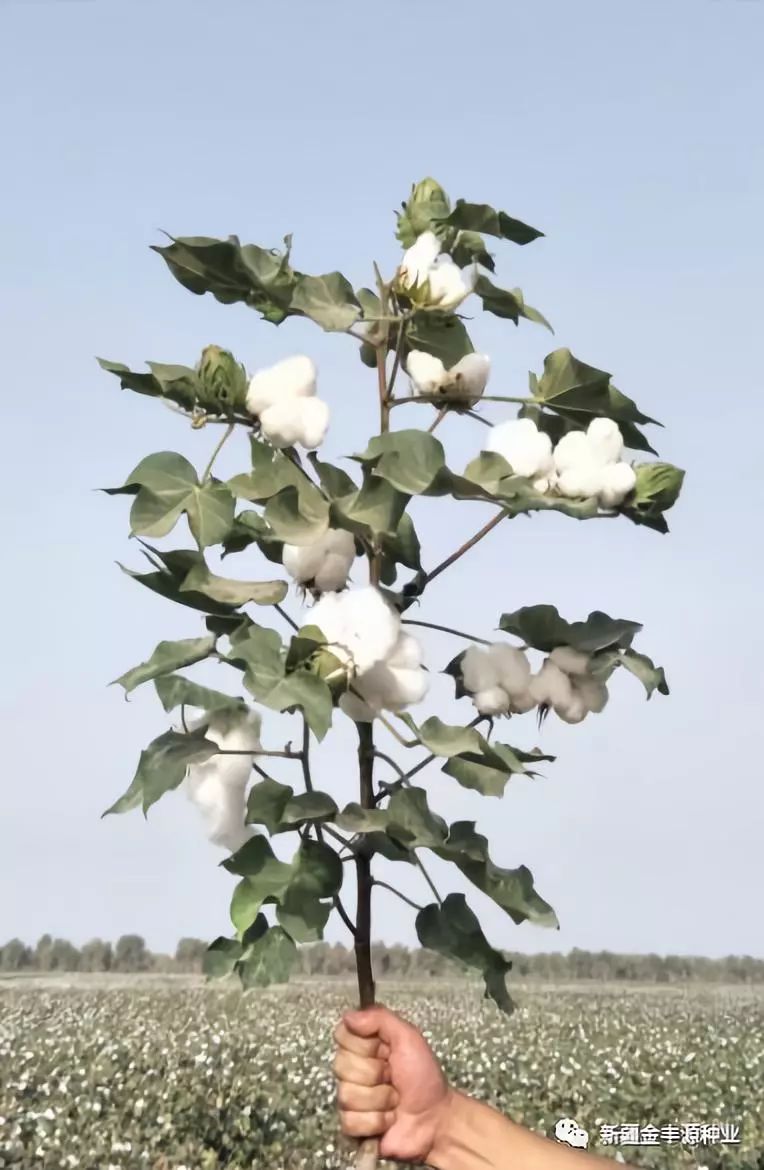 【棉花品种推荐】要棉花播种了,选择优良品种,搞好种子准备很关键