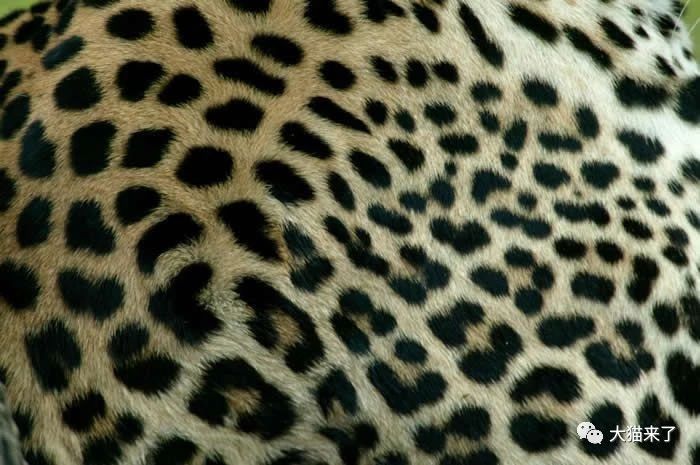 原創
            美洲豹和花豹有什麼區別？除了皮毛，還有脾氣 未分類 第2張