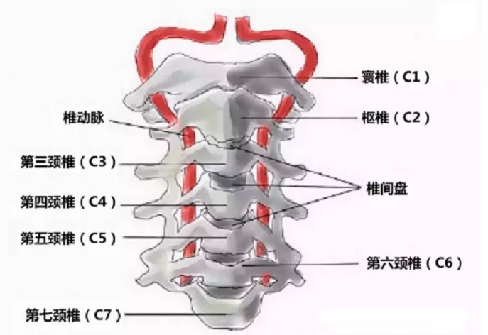 颈椎胸椎腰椎各几节图片