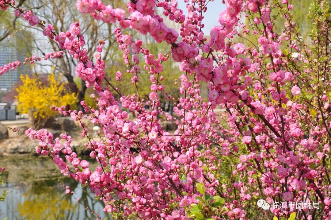 狂飆28℃,不花錢不遠行,帶你看遍臨沂花海