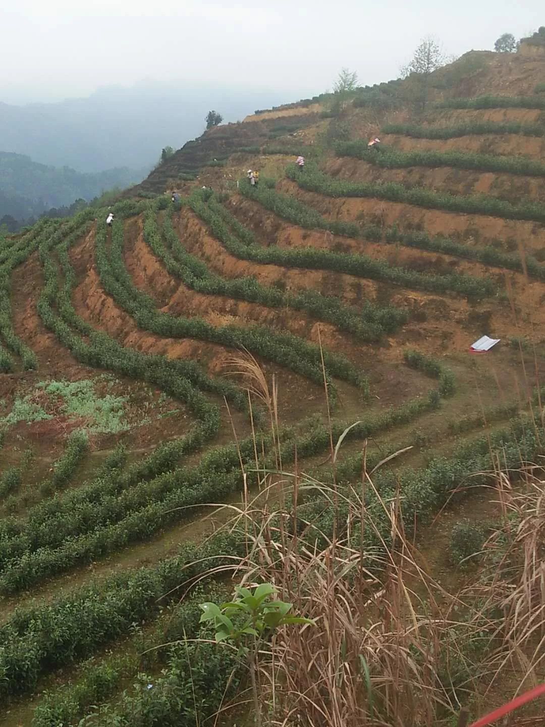 採茶期,家住大河鎮大河村苗草一組的韋玉分也來茶園採茶掙錢,看著滿