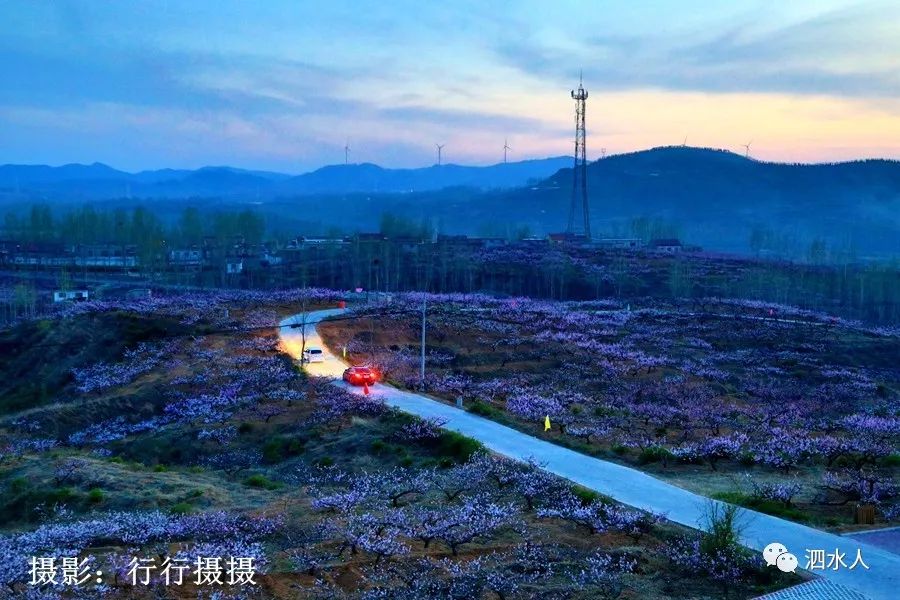 近日,山東省泗水縣泗張鎮的桃花又被人們所聚焦,每年這個季節,人們總