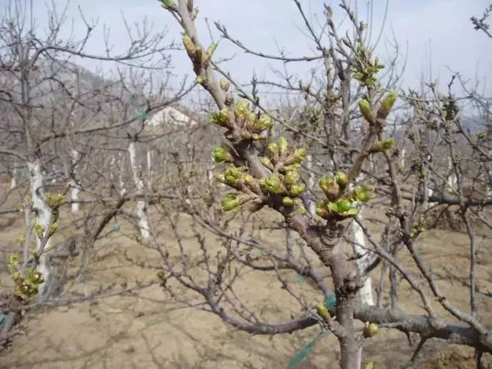 干货樱桃树花果期全套管理技术快来学习一下吧