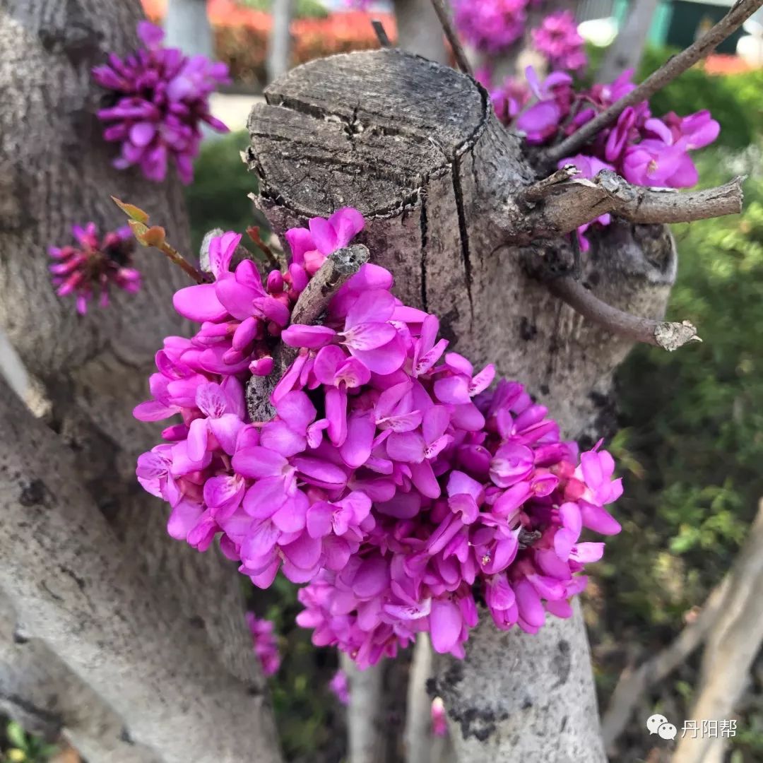 紫色王子海棠盆景图片