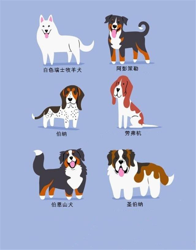 意大利卡斯罗犬卡通图片