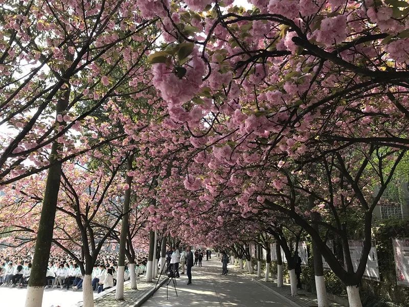 襄阳四中樱花图片