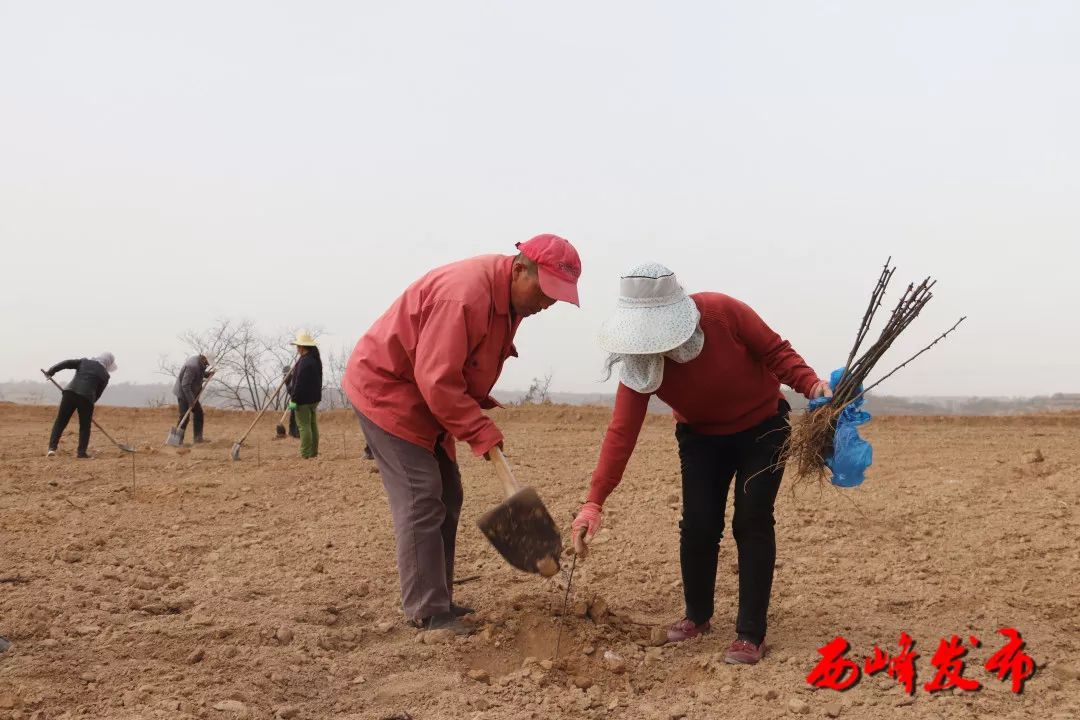 扶贫攻坚奔小康 贺塬村:花椒基地种下村民增收新希望