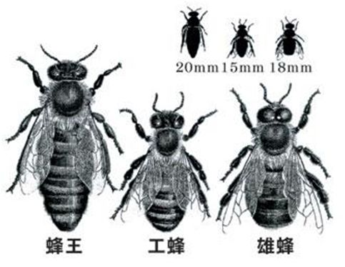 蜂王的发育过程图图片