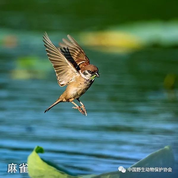 讓鳥飛翔2019059期國際愛鳥日中國愛鳥周