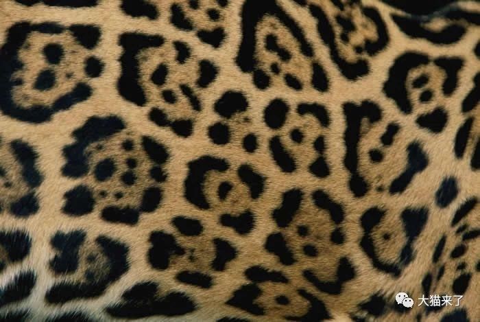 原創
            美洲豹和花豹有什麼區別？除了皮毛，還有脾氣 未分類 第3張