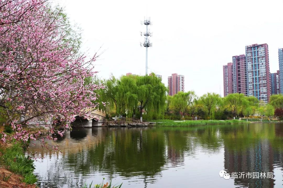 不遠行不花錢!臨沂市區這些地方已經美成畫!_花牆