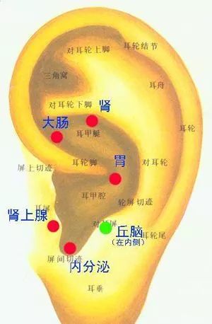 丘脑在耳朵的哪个位置图片