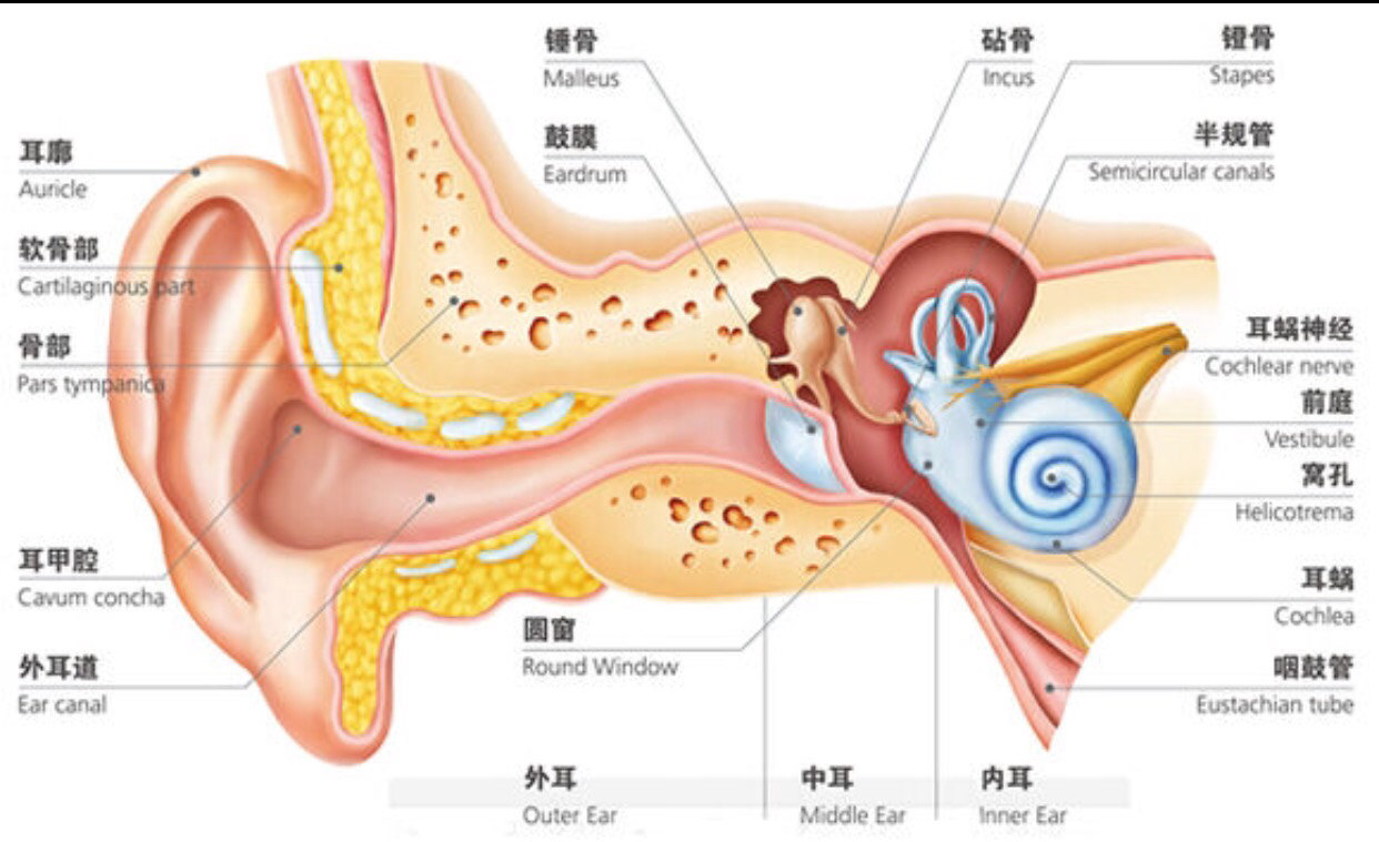 耳骨的位置示意图图片