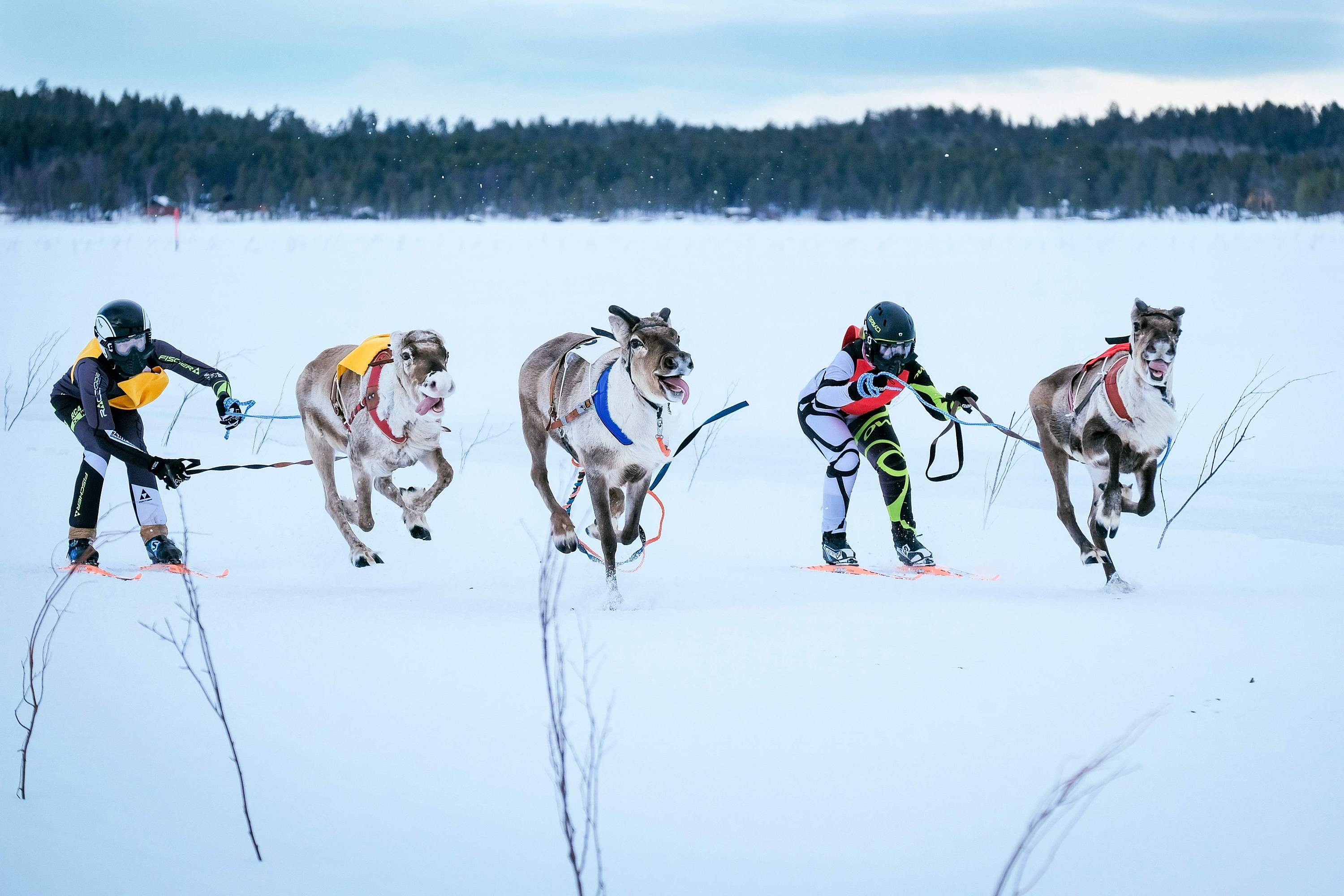 芬兰举办驯鹿锦标赛 驯鹿拉主人雪地狂奔