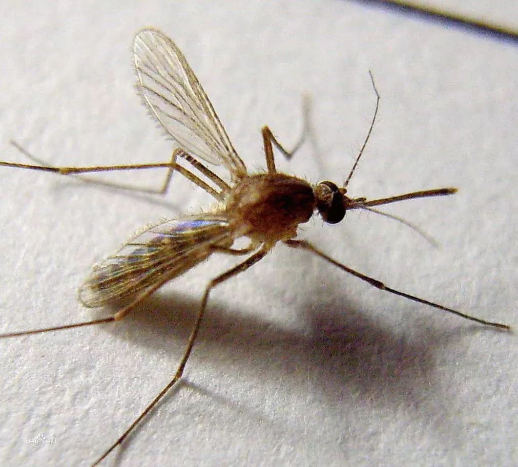 库蚊经常在 晚上叮咬吸血,能传播乙型脑炎(发烧,剧烈头疼,恶心,呕吐)