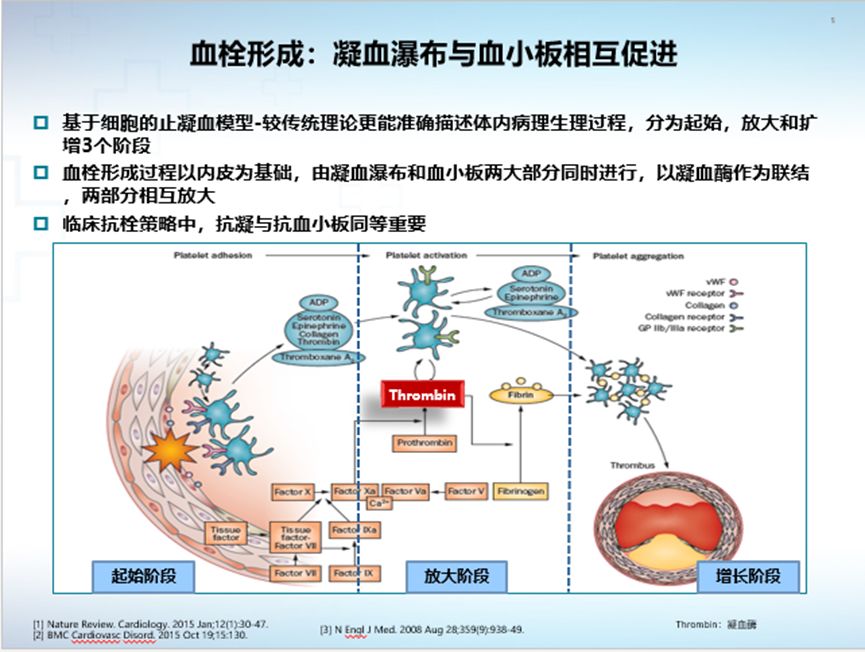 血栓形成及比伐芦定作用机制—抗栓策略中,抗凝与抗血小板同等重要