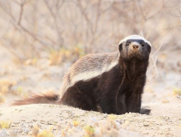 四大最有勇氣的動物:第四死亡時不會哀嚎,第二是平頭哥的表哥