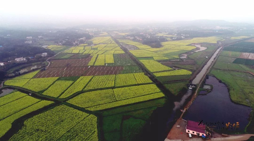 湘潭市油菜花基地图片