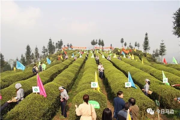 各代表隊將進行限時採茶比賽,以採摘獨芽或一芽一葉為標準,專業評委就