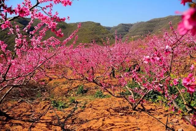 我在新安等你青要山鎮小溝村桃花開了