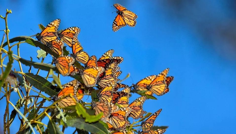 三亿只帝王蝶现身德州,赏碟 赏花,这个春天属德州最美