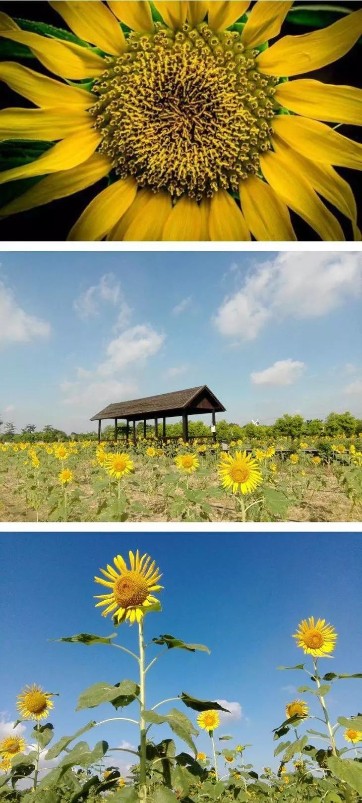 之稱的花都香草世界美麗花海一次在香草世界一次在夢裡不用出國,遊覽