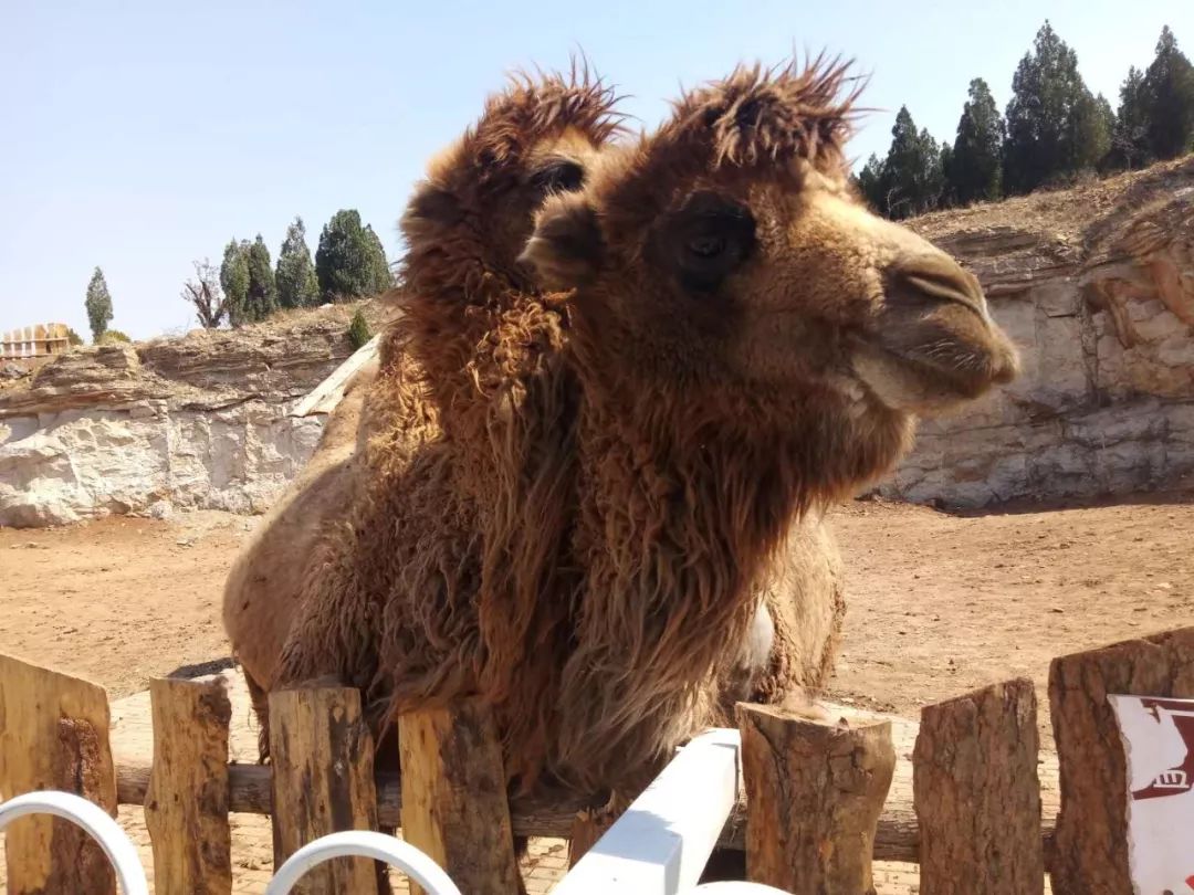 【904旅行】臨沂蘭陵寶山前野生動物園歸來._小米