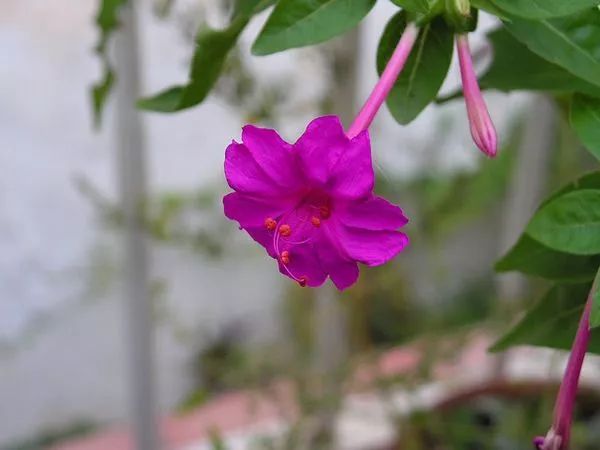 紫茉莉又稱胭脂花,有時逸為野生,也有人種在庭院,中國南北各地常栽培.