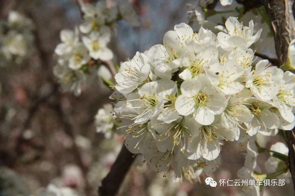 賞杏花泡溫泉騎行陽高召集令