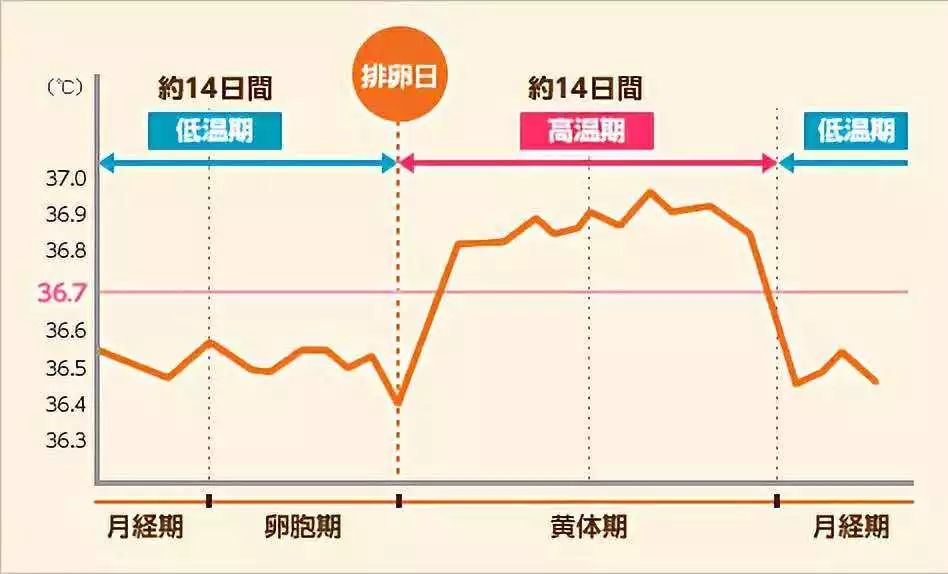 宫颈粘液的改变