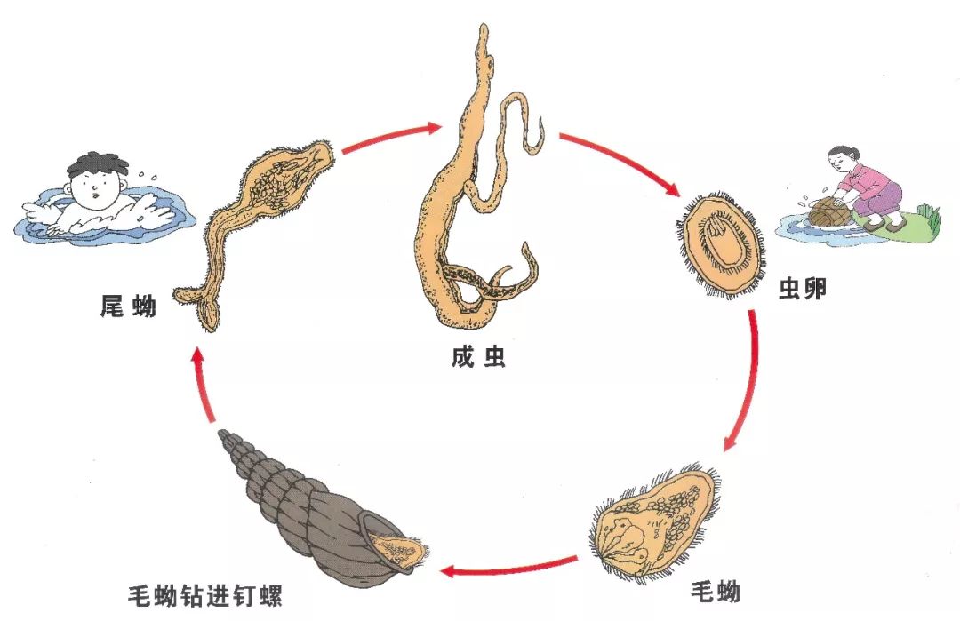 东毕血吸虫结构图图片