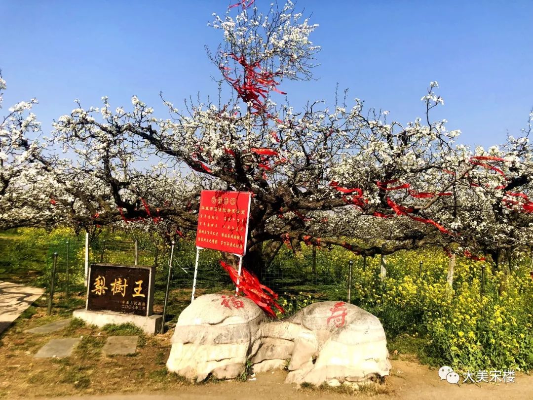 蠡县梨花节图片