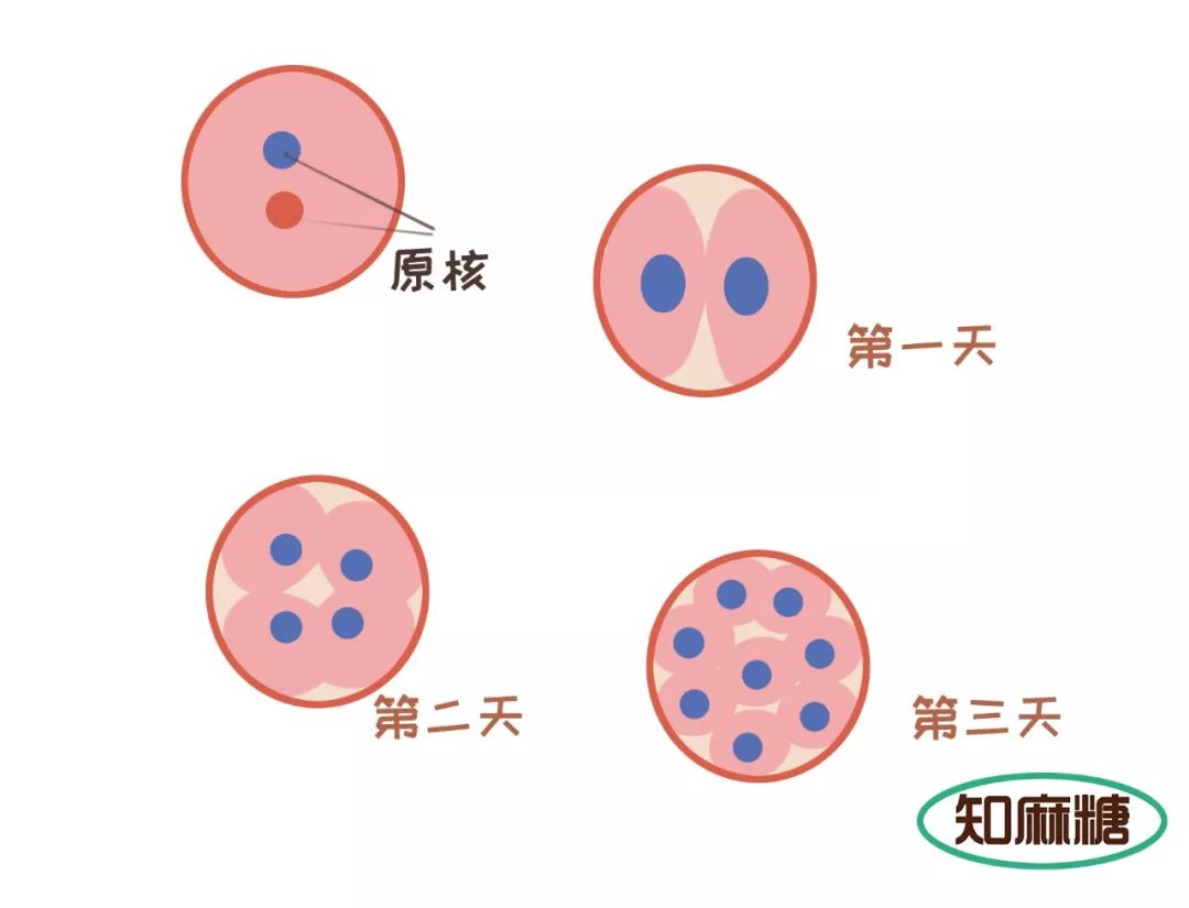 什么是试管婴儿微促(什么是试管婴儿微促胚胎)-第2张图片-鲸幼网