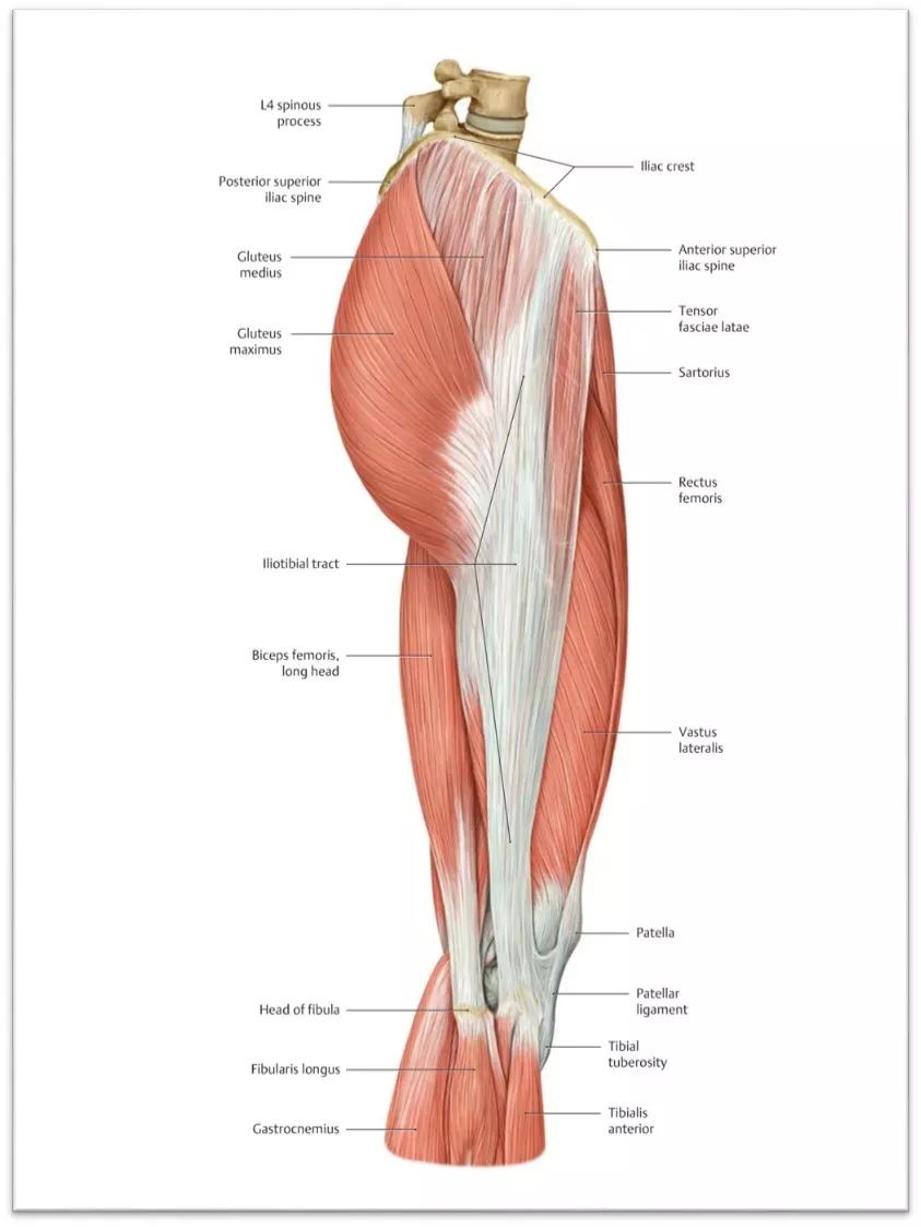 大腿韧带分布图片