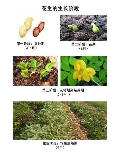 花生的种植方法图解图片