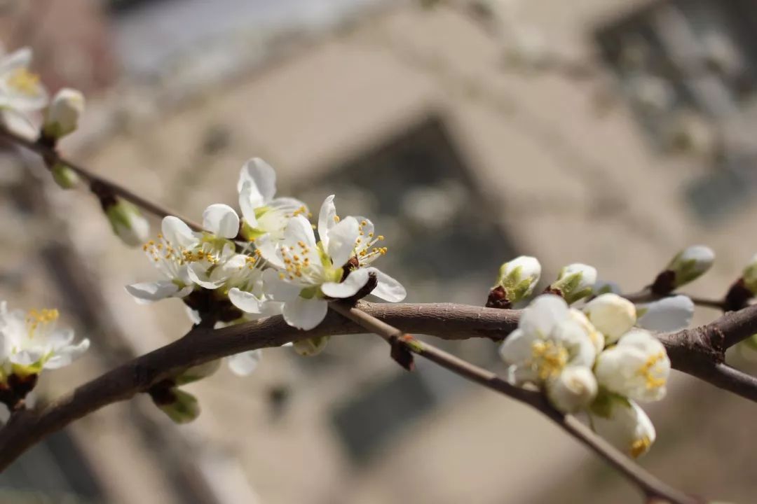 心有猛虎,細嗅薔薇如鳴佩環還有那清脆的鳥鳴音發出沙沙的聲響和煦的