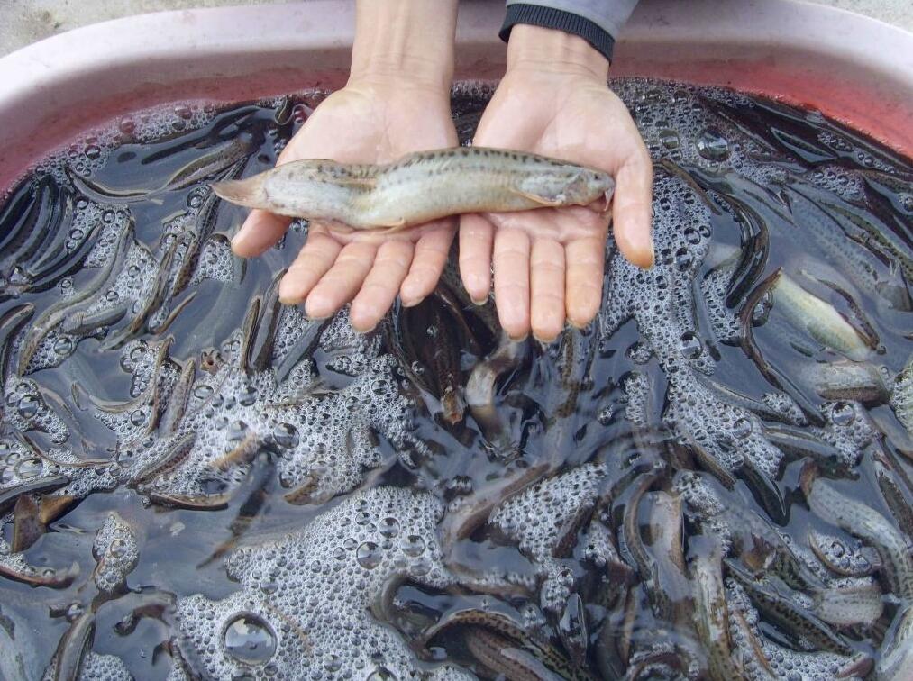 泥鳅立体养殖技术图片