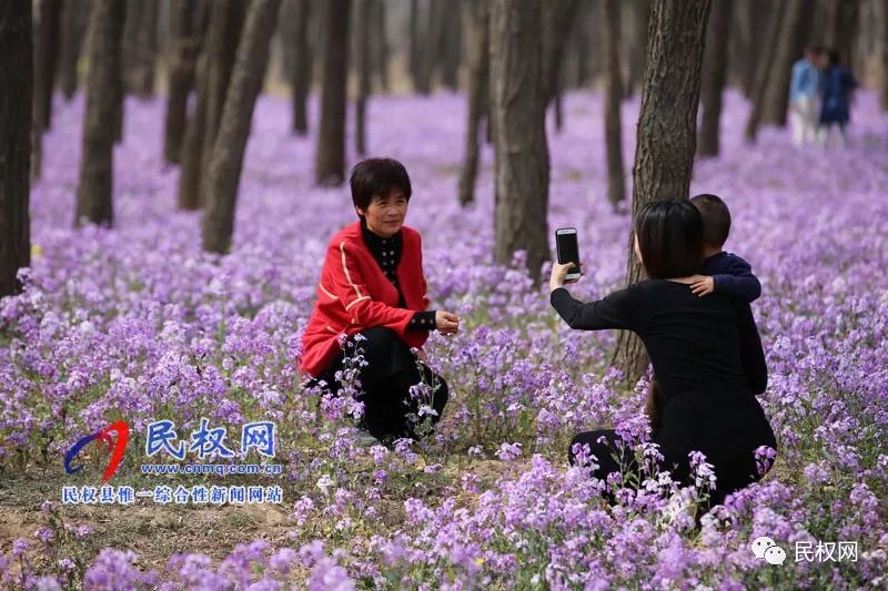 图说民权丨网红花海引游人