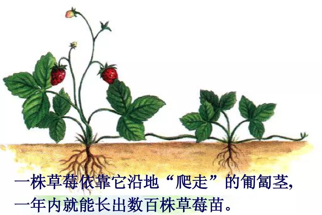 草莓匍匐茎简笔画图片