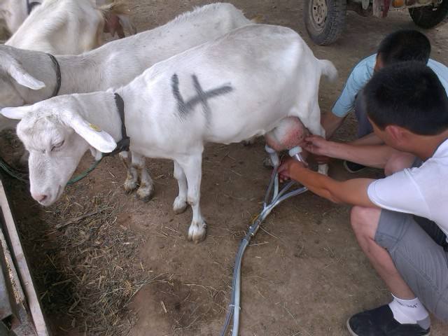 煮母羊乳房图片