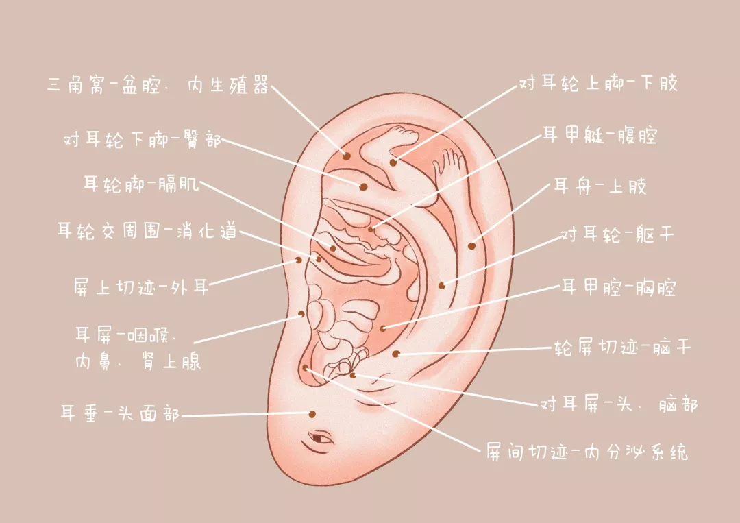 听力下降的问题被认为是肾虚,但按照近代的全息医学观点来看,这个耳朵