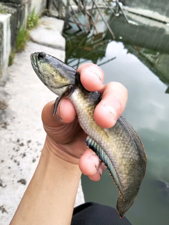 貴州水廠廢棄的水池發現奇怪魚群有人在裡面養魚