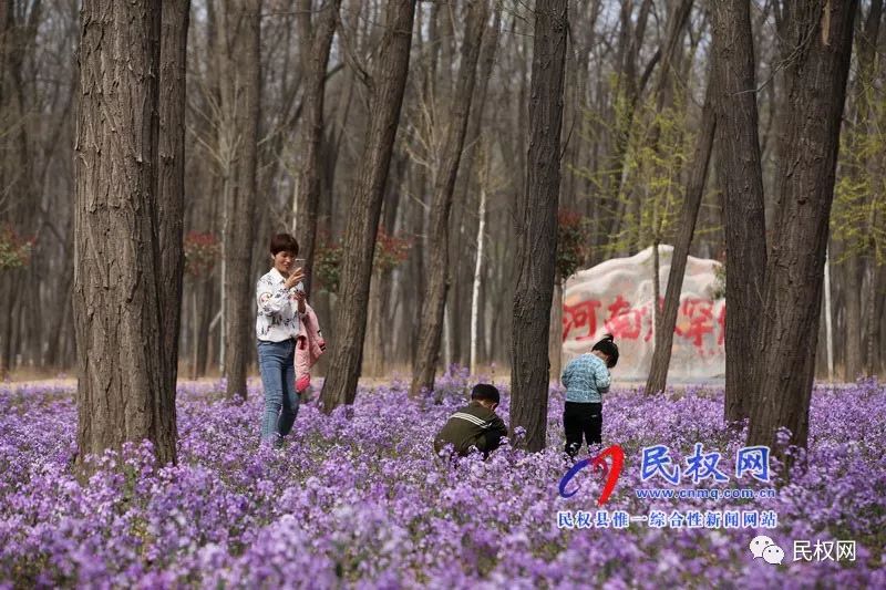 图说民权丨网红花海引游人