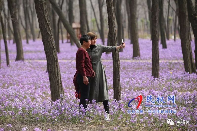 图说民权丨网红花海引游人