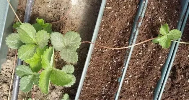 草莓匍匐茎育苗,竟有这么多种操作,你更认可哪一种呢?