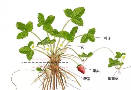 草莓植株结构图图片